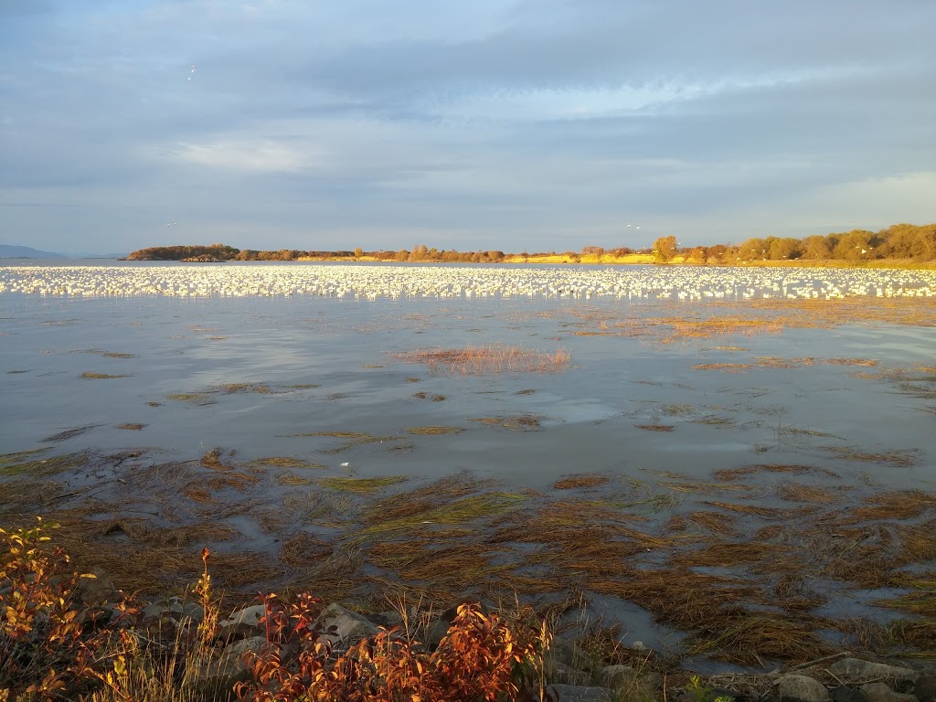 Cap-Saint-Ignace Bird Sanctuary | 147 Rue du Manoir O, Cap-Saint-Ignace, QC G0R 1H0, Canada | Phone: (800) 668-6767