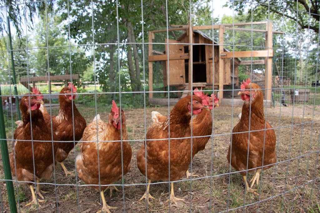 La ferme au grand saule | 450 Rue Saint-Patrice, Saint-Patrice-De-Sherrington, QC J0L 2N0, Canada | Phone: (514) 895-9288