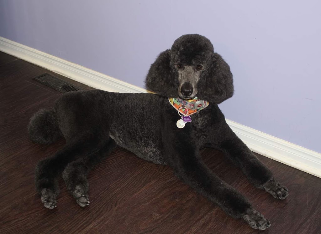Precious Paws Dog Grooming | 269 Main St S, Mount Forest, ON N0G 2L1, Canada | Phone: (519) 509-4900