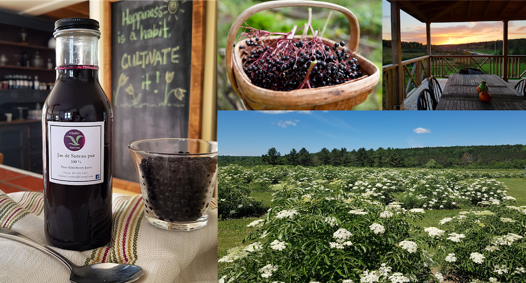 Vitalité Sureau/Elderberry | 851 Chemin Knowlton, West Brome, QC J0E 2P0, Canada | Phone: (450) 522-5255