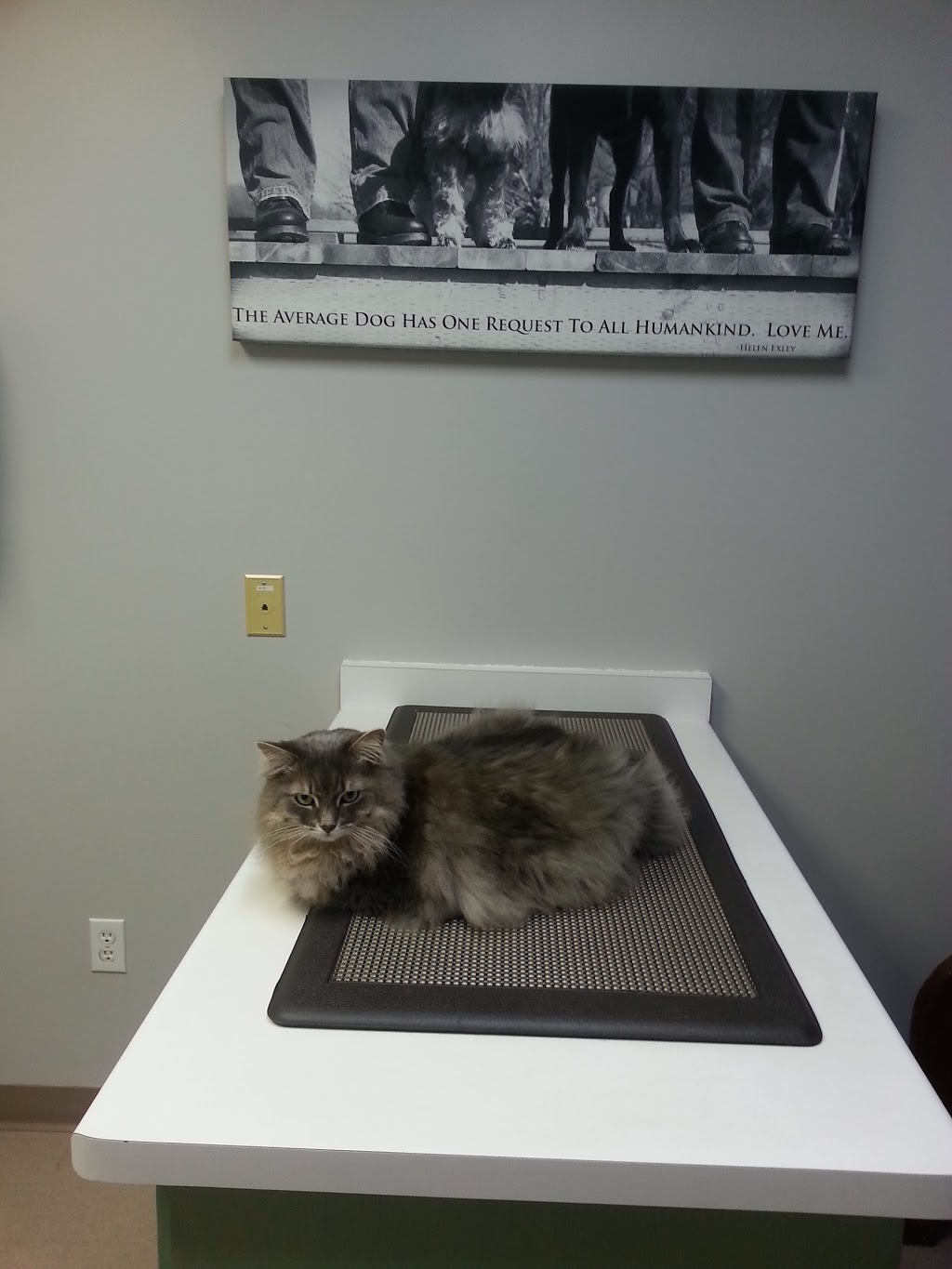 Main West Animal Hospital | 1 Broadway, Welland, ON L3C 5L2, Canada | Phone: (905) 735-7877