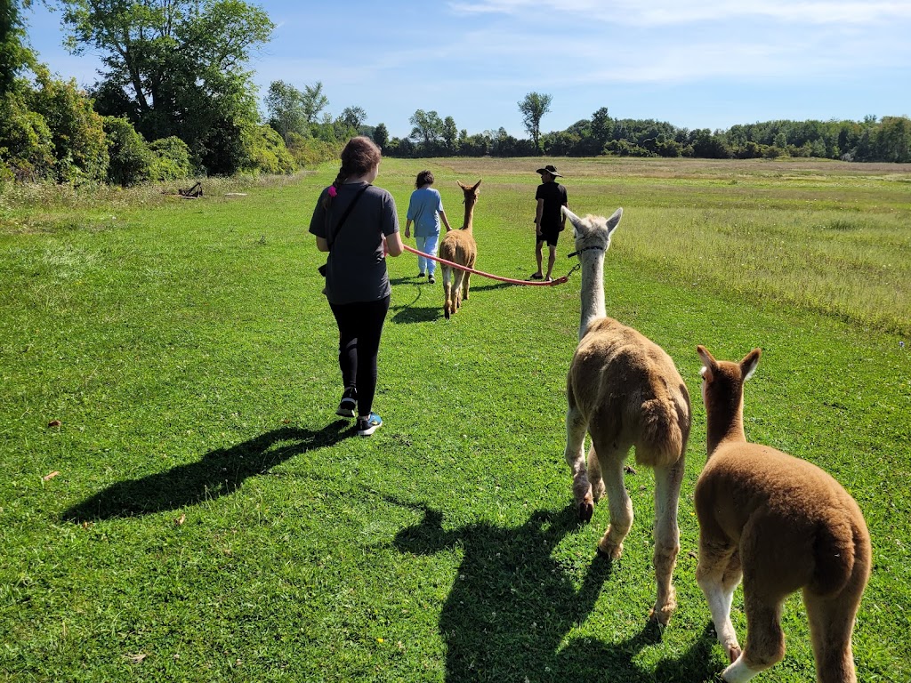 Donkey and Alpaca Experience | 136465 Grey County Rd 40, Chatsworth, ON N0H 1G0, Canada | Phone: (519) 477-0887