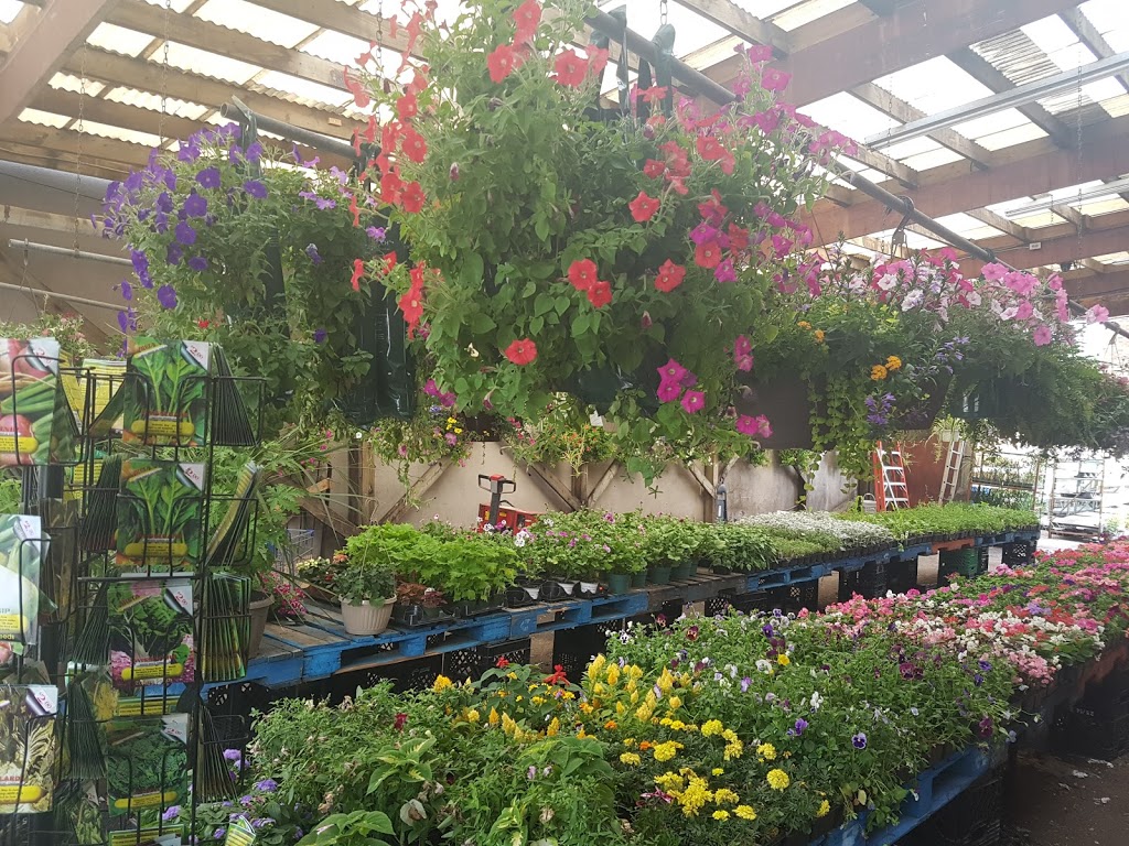 Joes Garden Centre & Grapes | 1921 Davenport Rd, Toronto, ON M6N 1C1, Canada | Phone: (416) 656-7250