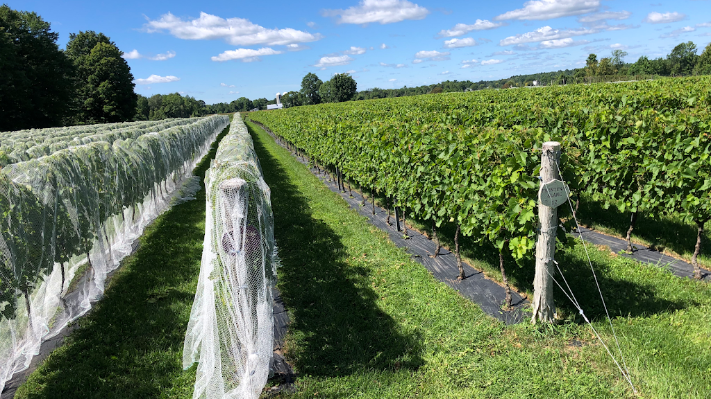 Vignoble Les Gémeaux | 766 ch 1st Concession, Hinchinbrooke, QC J0S 1A0, Canada | Phone: (514) 349-3061