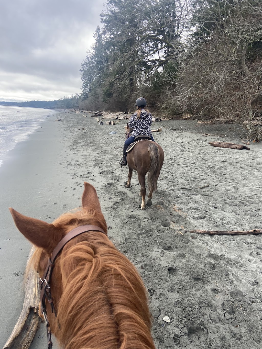 Giddy-Up Equestrian | 5480 Sooke Rd, Sooke, BC V9Z 0C7, Canada | Phone: (236) 882-2023