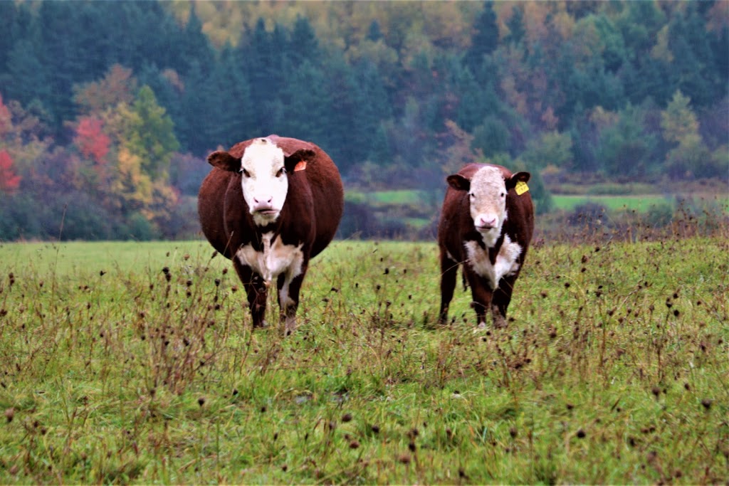 Mike Oulton Meat Store - Martock Glen Farm | 5246 NS-14, Windsor, NS B0N 2T0, Canada | Phone: (902) 798-4734