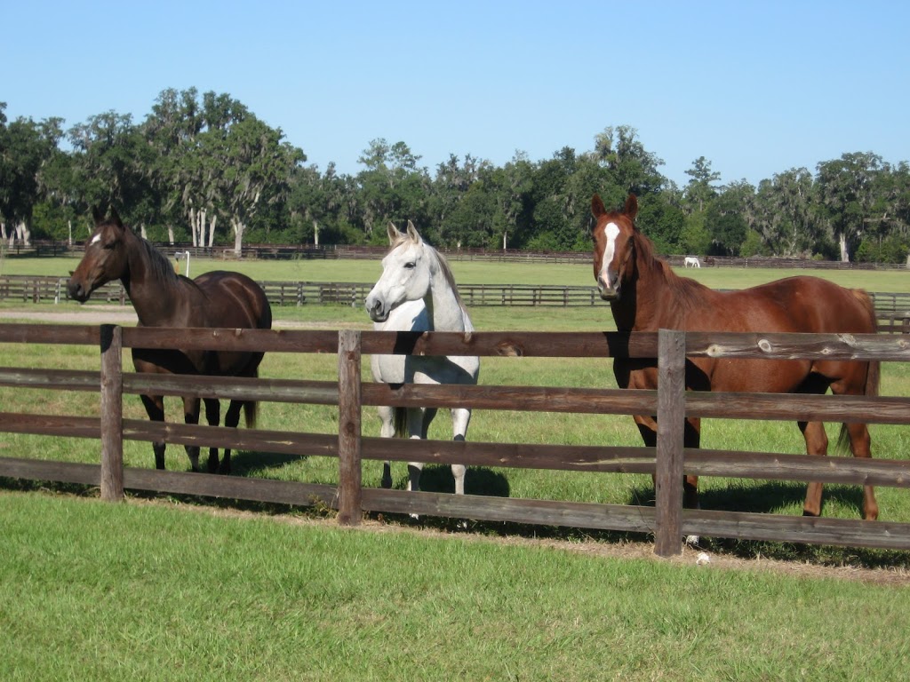 Story Book Meadows Equine Assisted Learning Center & Horse Thera | 8058 Adjala 20 Sideroad, Loretto, ON L0G 1L0, Canada | Phone: (705) 716-7971