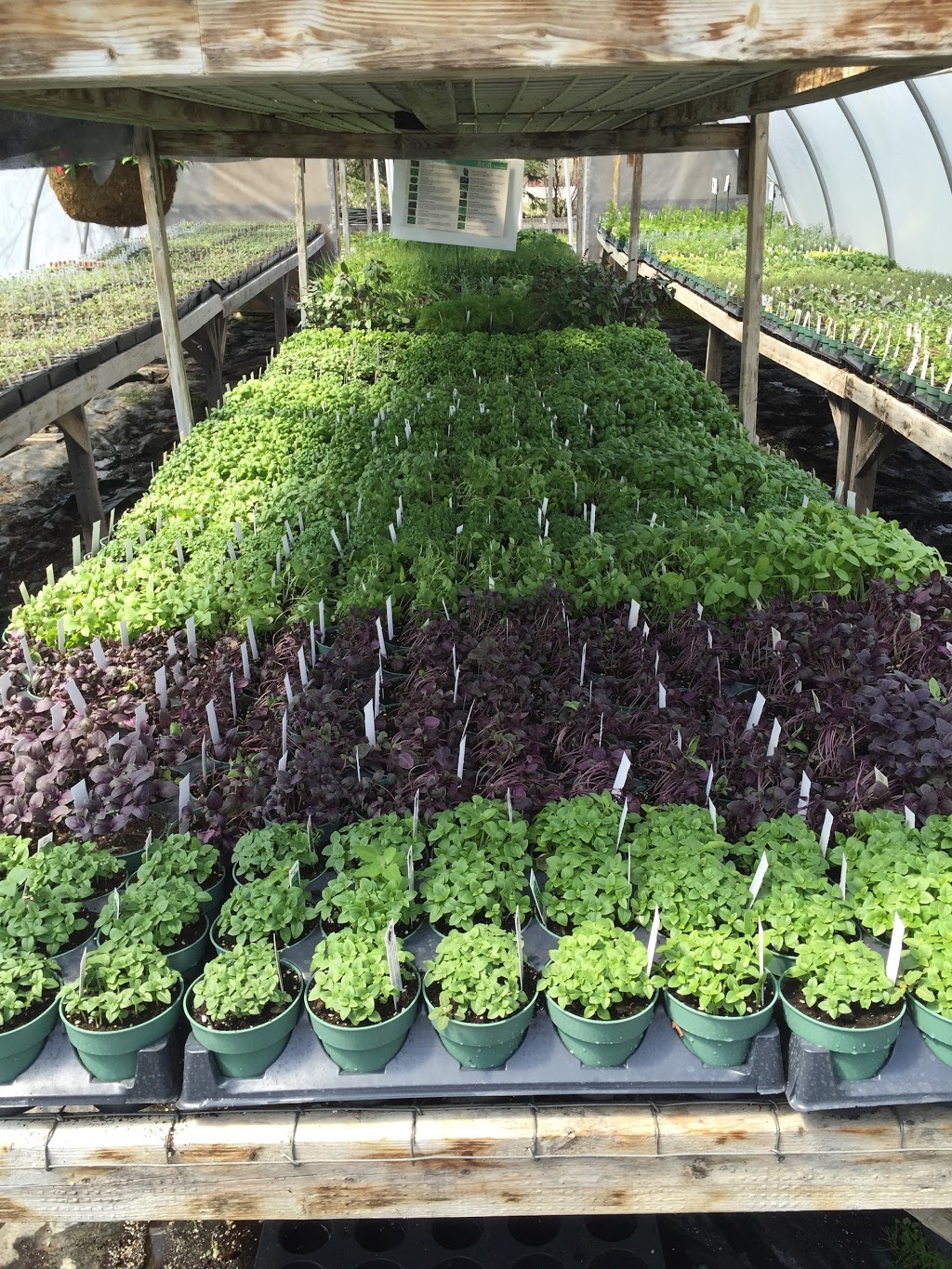 Grumpas Organic Greenhouses | 7871 Concession Rd 3, Lisle, ON L0M 1M0, Canada | Phone: (705) 424-9920