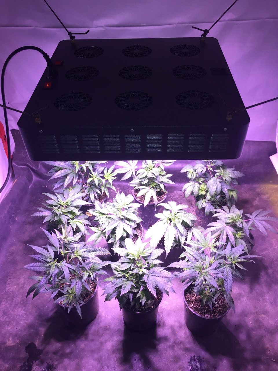 COB Grow Lights | 9079 Shaughnessy St #5, Vancouver, BC V6P 6R9, Canada | Phone: (877) 724-0291