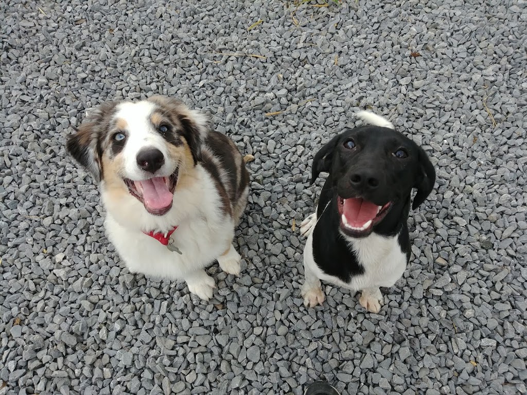 Centre Canin LeGardeur | 455 Chemin de la Presquîle, Repentigny, QC J5Z 4C7, Canada | Phone: (450) 470-1499