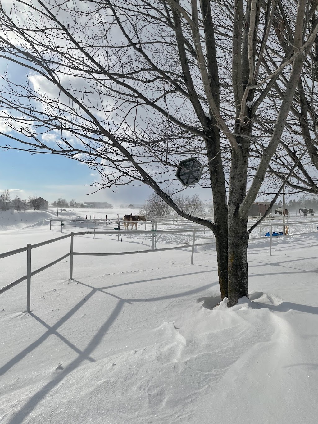 Equi-Sens centre équestre thérapeutique | 20661 Rue Victor, Mirabel, QC J7J 1P4, Canada | Phone: (450) 325-7367