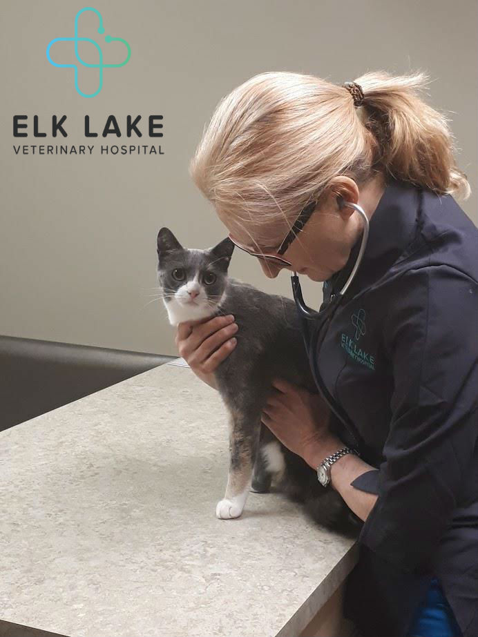 Elk Lake Veterinary Hospital | 4975 Patricia Bay Hwy, Victoria, BC V8Y 1S6, Canada | Phone: (250) 658-5922