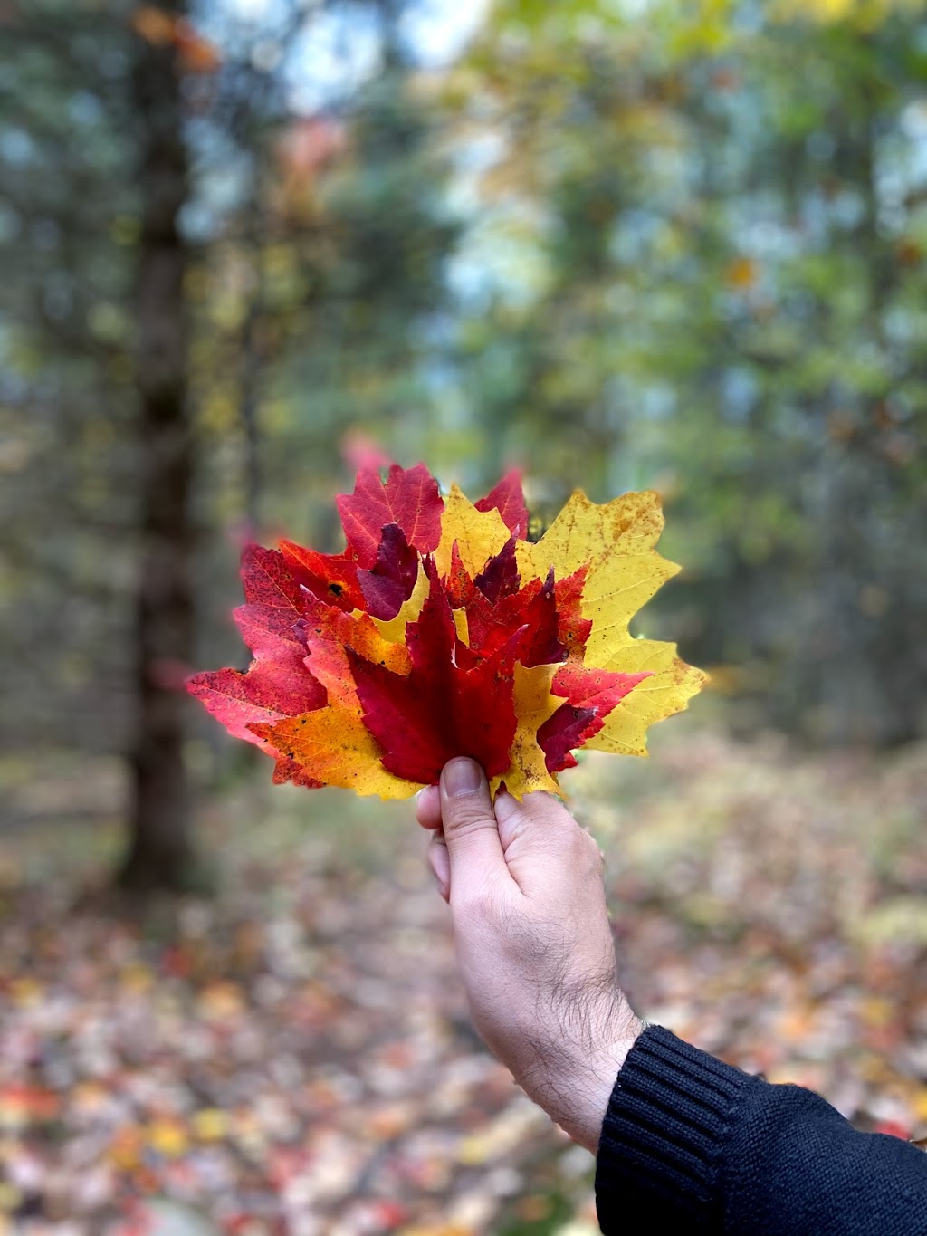 Indian Point Provincial Park | Indian Point Rd, Coboconk, ON K0M 1K0, Canada | Phone: (705) 454-3324