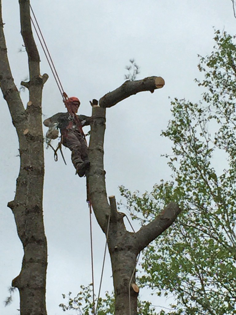 Busy Beavers Tree Service | 182 Chem. Babineau, Grande-Digue, NB E4R 3T8, Canada | Phone: (506) 850-5388