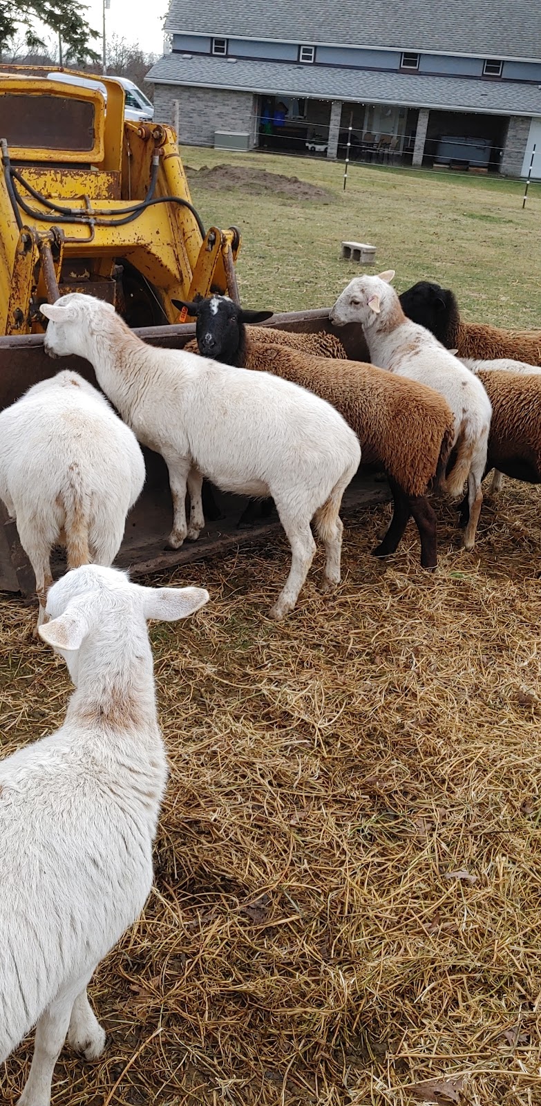 The Sheep Farm | 1324 E Quarter Line, Walsingham, ON N0E 1X0, Canada | Phone: (519) 635-9558