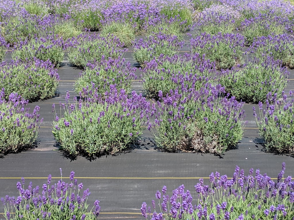 Laughing Lavender U-Pick | 86 Vernonn Muttart Rd, Borden-Carleton, PE C0B 1X0, Canada | Phone: (902) 992-2076