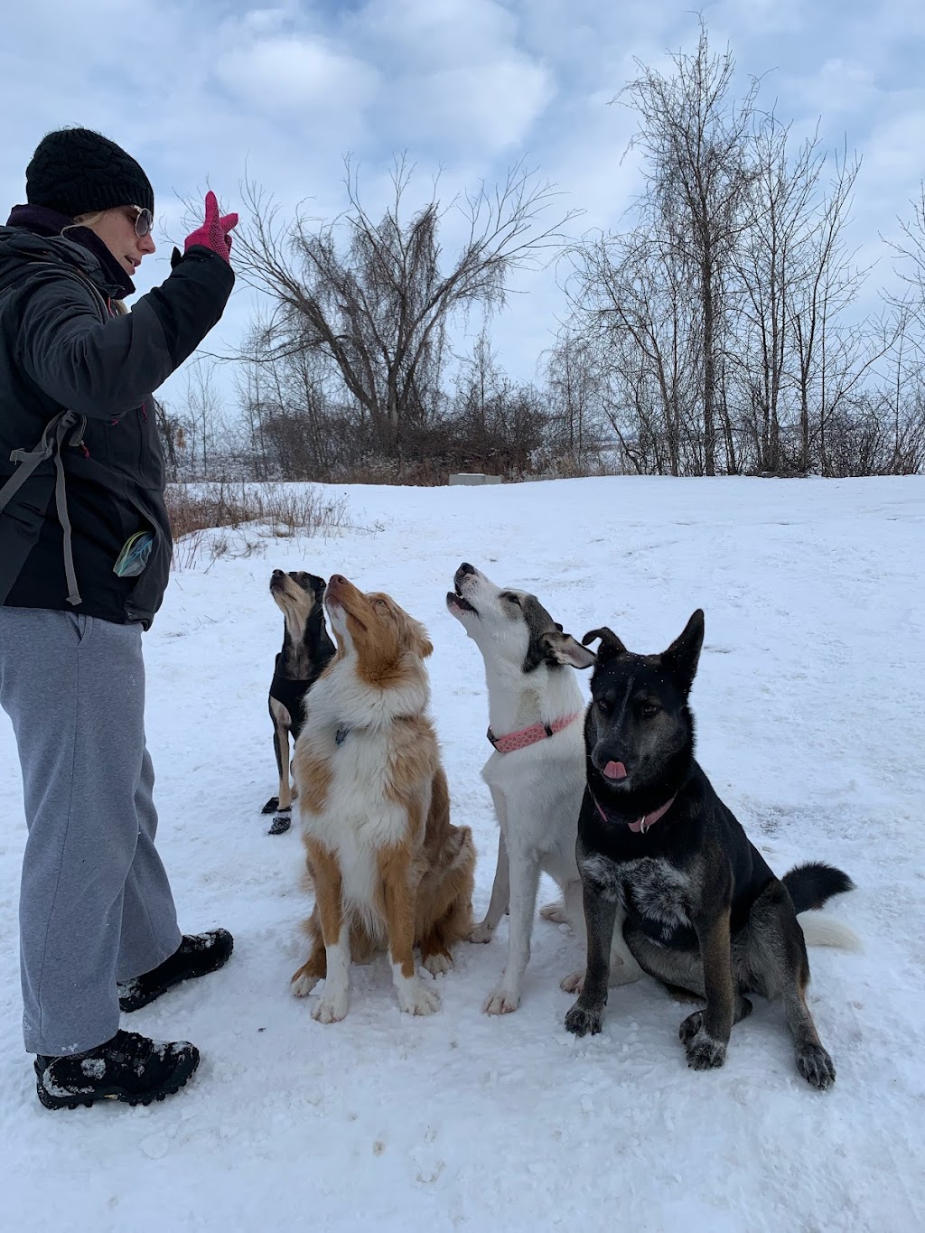 Éducation canine Aux Pieds | 33 Rue des Merisiers, Saint-Rémi, QC J0L 2L0, Canada | Phone: (514) 773-8231