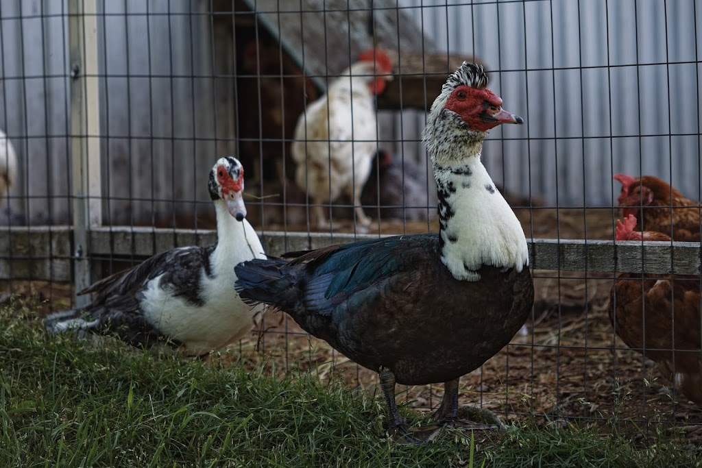 La ferme Aux toits verts | 370 Rang du Brûlé, Pont-Rouge, QC G3H 1C1, Canada | Phone: (418) 873-8648