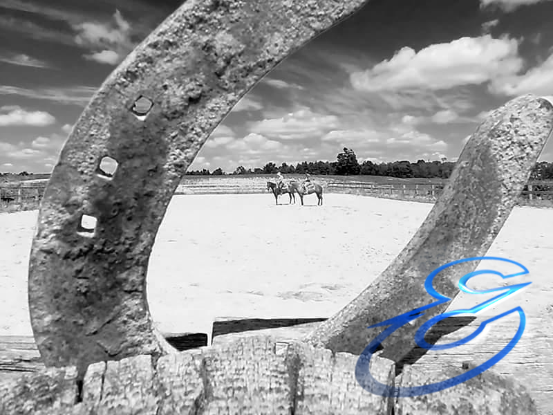 Epis Performance Horses | 14150 McLaughlin Rd, Caledon, ON L7C 2B3, Canada | Phone: (226) 920-5723