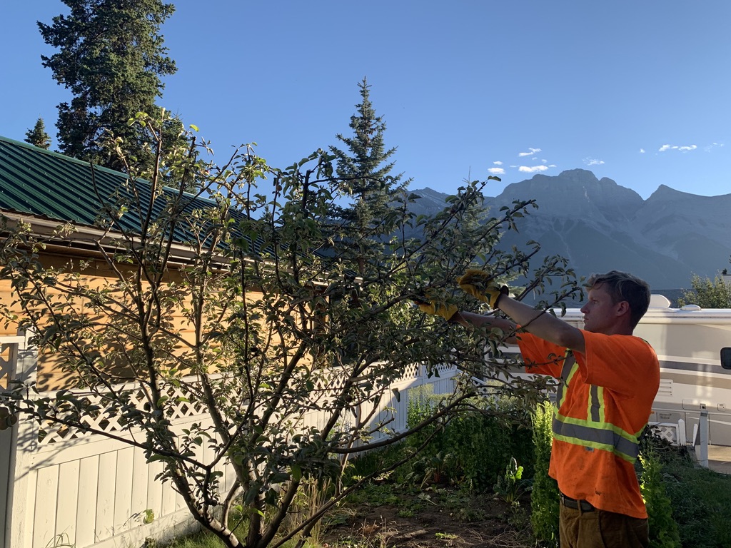 Cochrane Small Tree Pruning | 52 Bow Ridge Dr, Cochrane, AB T4C 1V5, Canada | Phone: (403) 505-9615