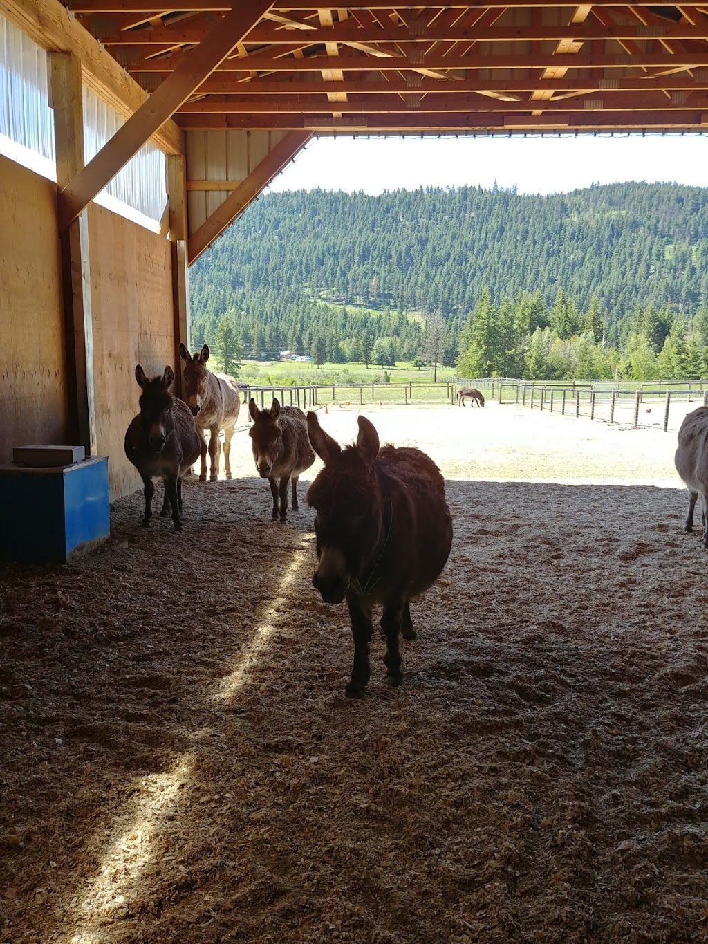 Turtle Valley Donkey Refuge | 7877 Skimikin Rd, Chase, BC V0E 1M1, Canada | Phone: (250) 679-2778