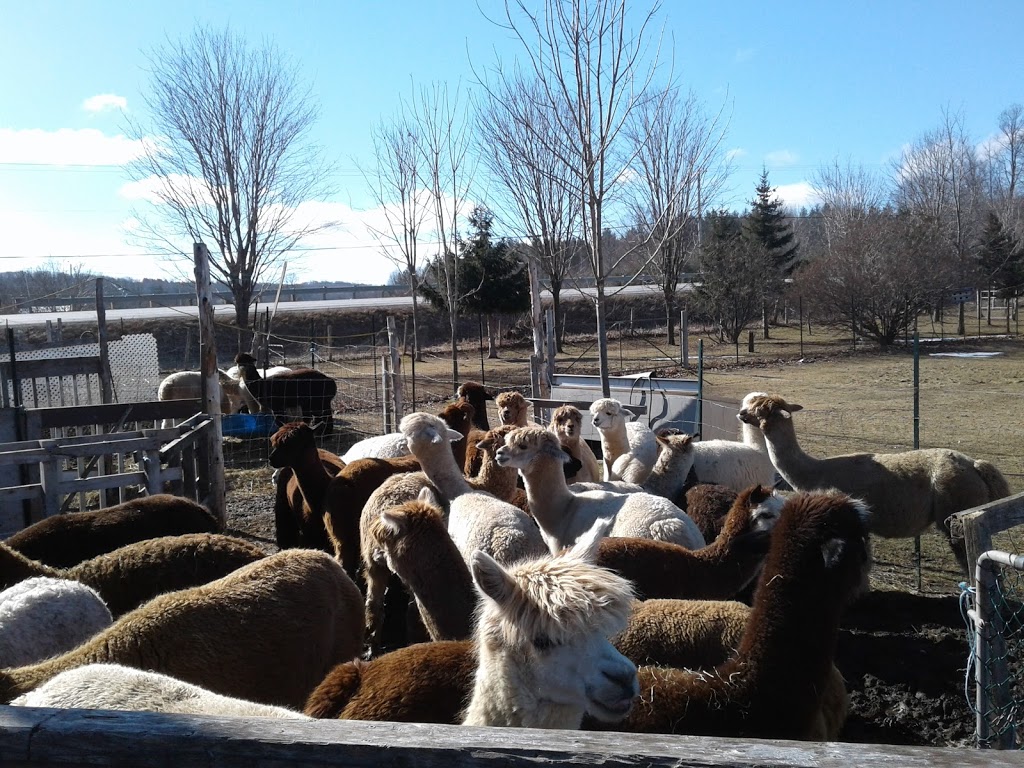 Garrick Corners Alpacas And Boutique | 630 Rue Bruce, Dunham, QC J0E 1M0, Canada | Phone: (450) 525-3083