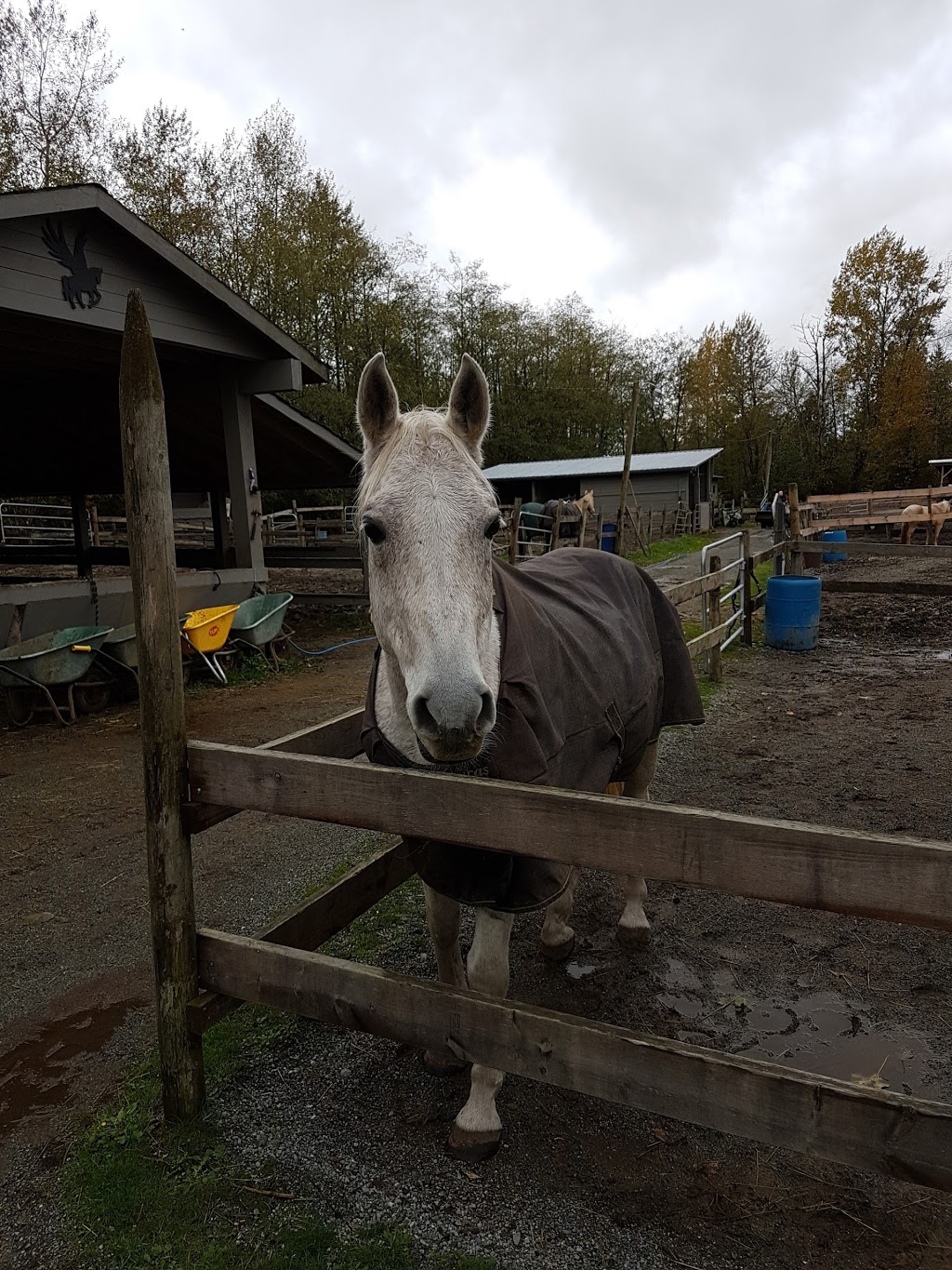 Langley 204 Horseback Riding | 543 204 St, Langley City, BC V2Z 1V5, Canada | Phone: (604) 533-7978