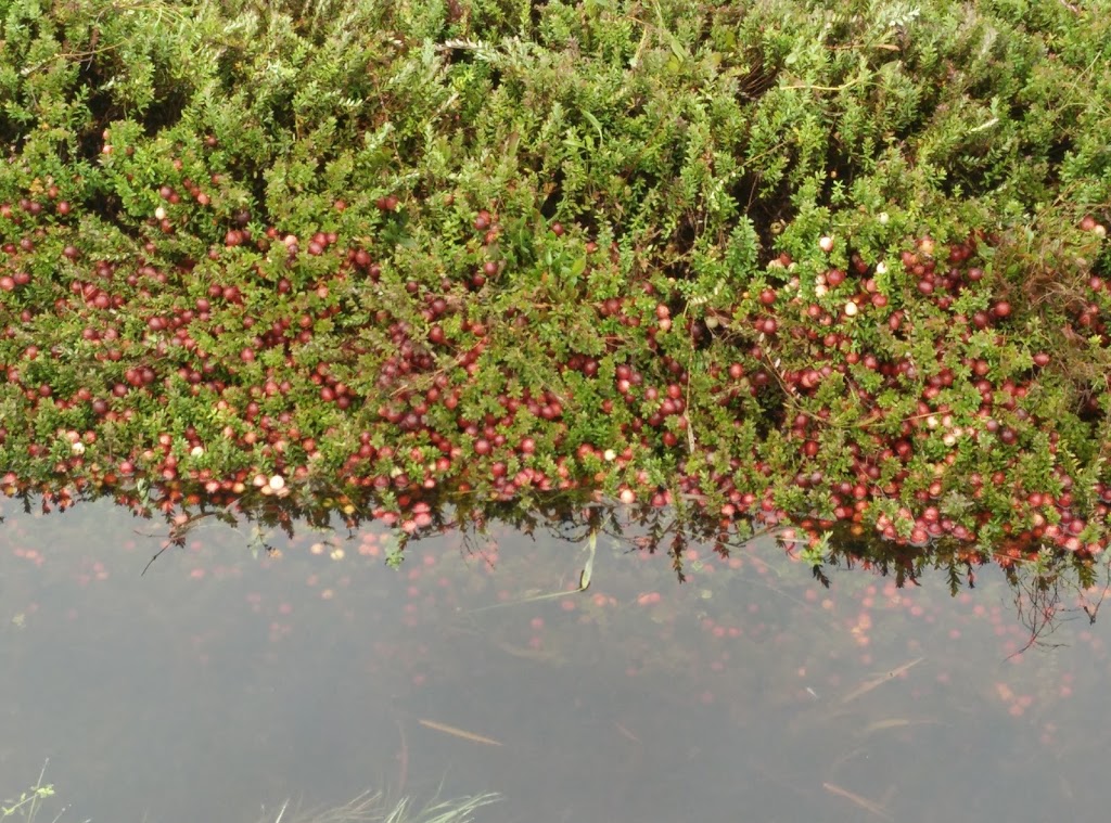 Glen Valley Cranberry Farm | 8585 264 St, Langley City, BC V1M 3M1, Canada | Phone: (604) 880-6680