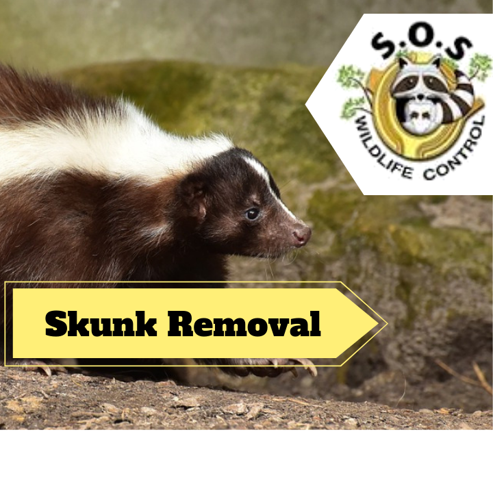 Markham Wildlife Removal | 9306 Bathurst St, Maple, ON L6A 4N9, Canada | Phone: (905) 218-3562