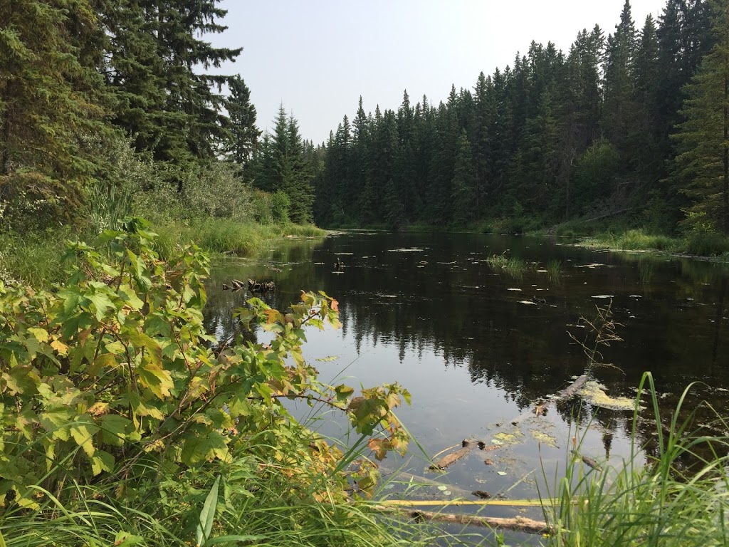 Larch Sanctuary | MacTaggart Sanctuary Trail Loop, Edmonton, AB T6J 5N2, Canada