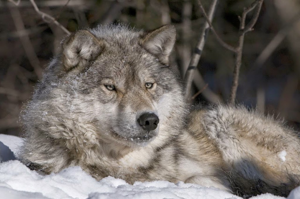 Haliburton Forest Wolf Centre | 1305 Redkenn Rd, Dysart et al, ON K0M 1S0, Canada | Phone: (800) 631-2198 ext. 140