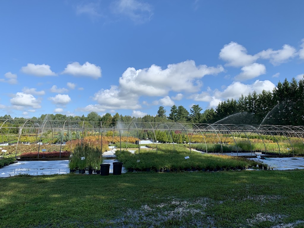 Lorne Park Nurseries Ltd | 149 Peters Rd, Colborne, ON K0K 1S0, Canada | Phone: (905) 355-2688