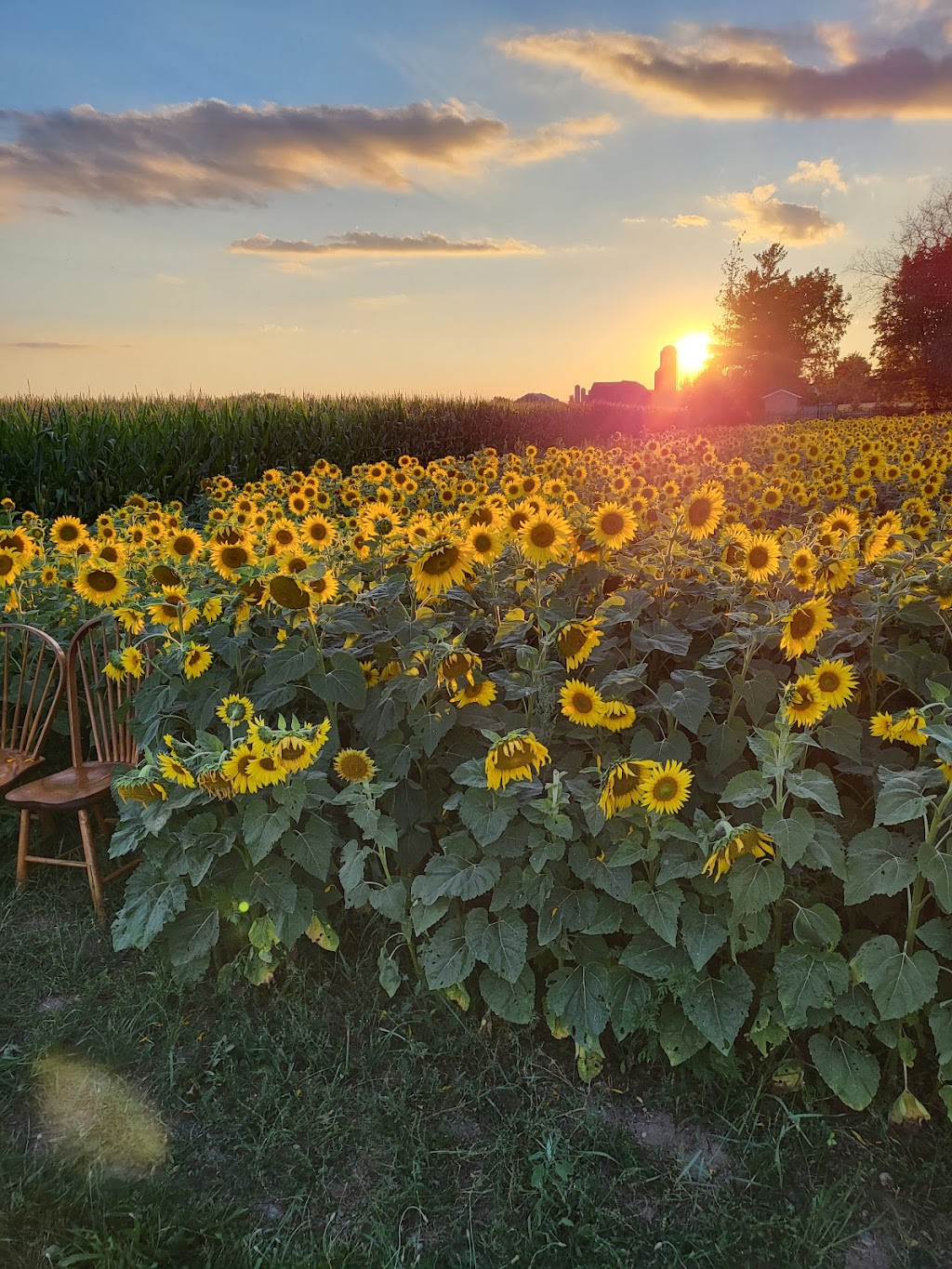 Sunflowers on 86 | 8670 Perth County Line 86, Listowel, ON N4W 3G8, Canada | Phone: (519) 588-4674