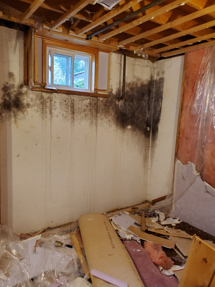 Get Rid Of Mould | 39 Orchard Rd, Port Perry, ON L9L 1G6, Canada | Phone: (905) 914-6653