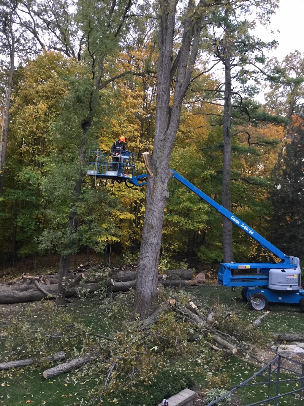 Tree Pro | Tree Removal & Stump Grinding | 169 Alderwood St, Whitchurch-Stouffville, ON L4A 5E6, Canada | Phone: (416) 568-6673