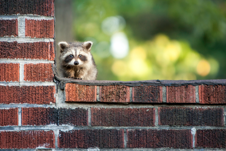 Four Seasons Wildlife Removal - Squirrel | Bird, Raccoon Removal | 88 Cedarcrest Blvd, East York, ON M4B 2P3, Canada | Phone: (416) 761-9777