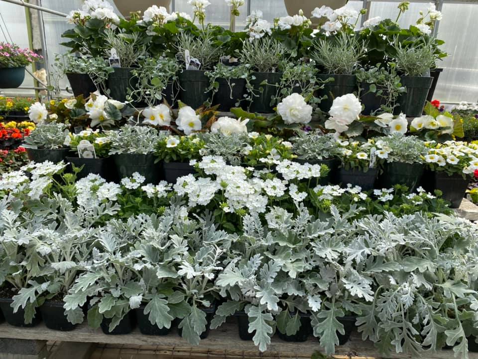 Glamery Greenhouses | 59307 Range Road 10 SW-21-59-27 west of 4 meridian, Westlock, AB T0G 0H0, Canada | Phone: (780) 349-2931