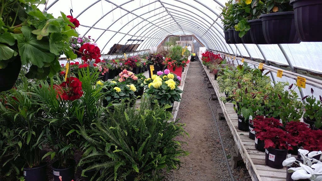 Roys Flower Palace - Seasonal greenhouse | 2726 Ottawa Regional Rd 11, Nepean, ON K2J 4S2, Canada