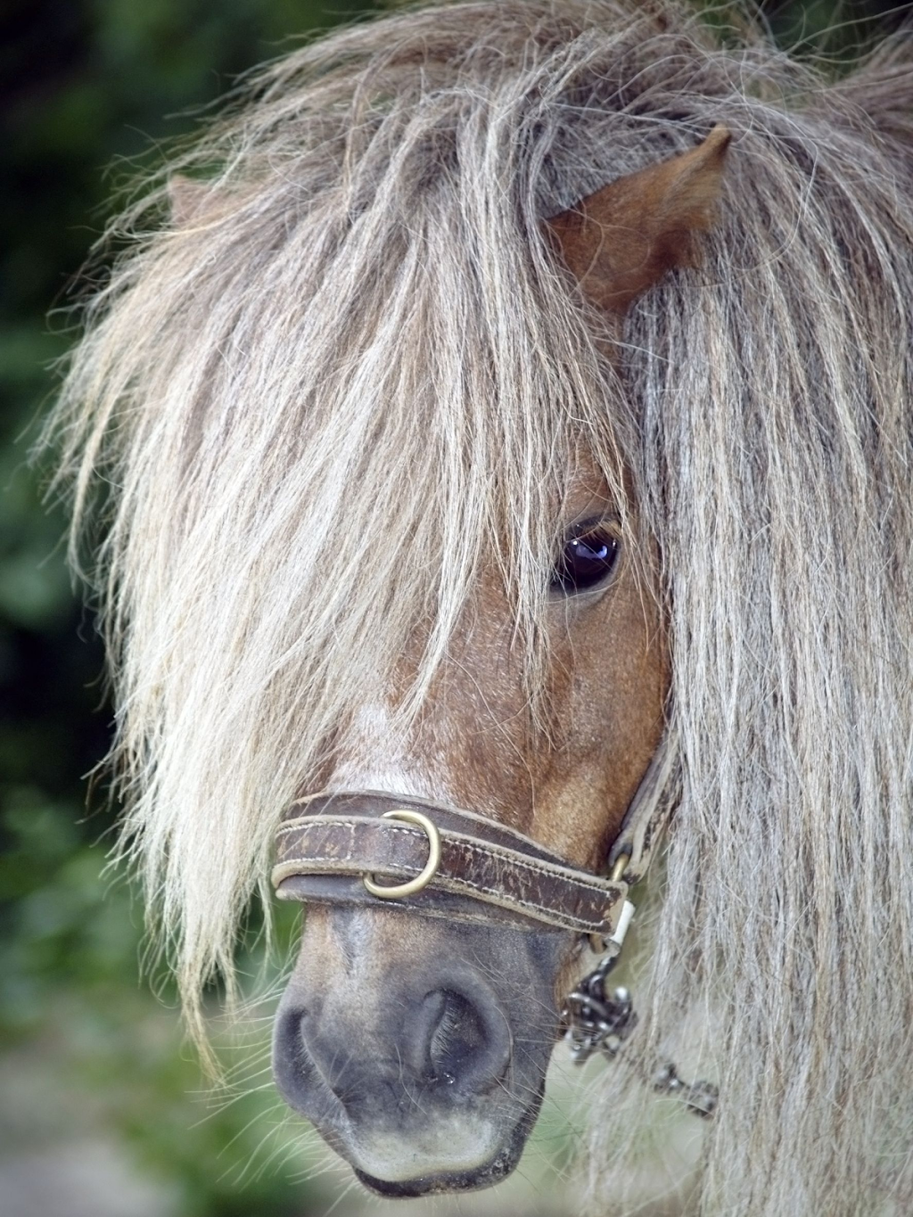 Matali Equine Riding Center | Box 832, Hague, SK S0K 1X0, Canada | Phone: (306) 406-0016