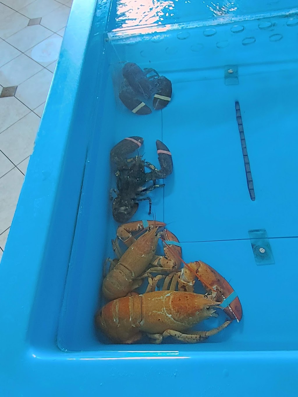 Captain Kats Lobster Shack | 3723 Nova Scotia Trunk 3, Barrington Passage, NS B0W 1G0, Canada | Phone: (902) 637-3728