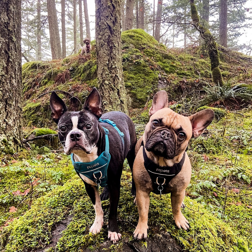 Nugget and Friends Dog Walking & Pet Services | 951 Doumac Ave, Victoria, BC V8Y 1M5, Canada | Phone: (250) 886-8199