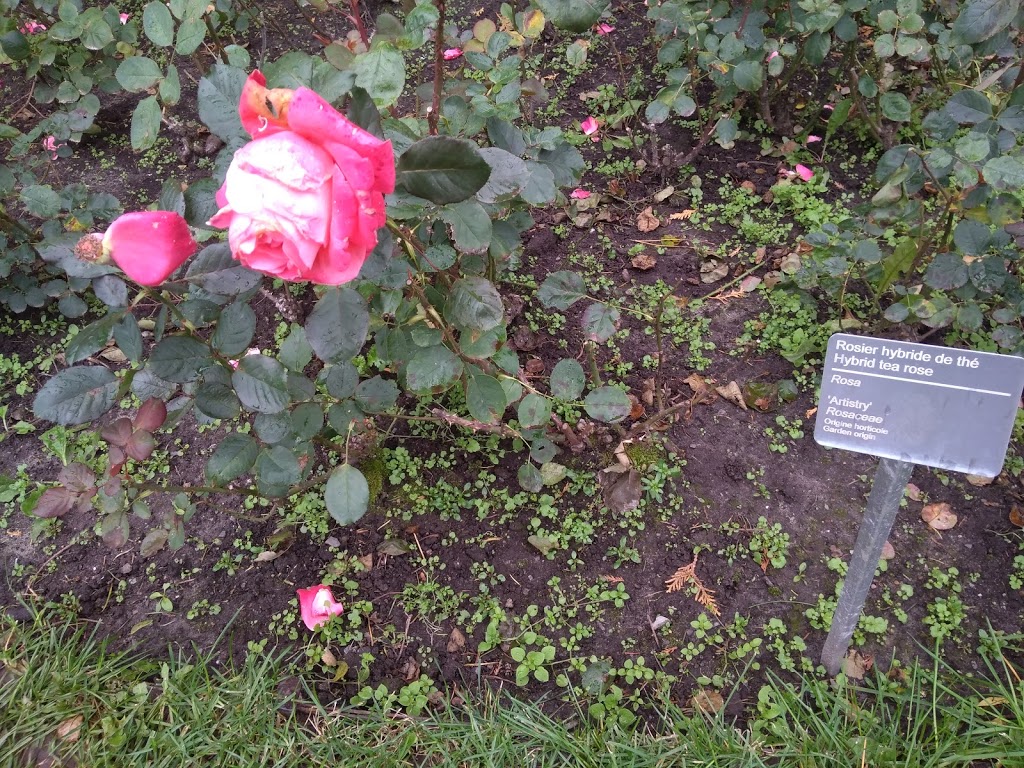 Rose Garden | Montreal, QC H1X 2B2, Canada