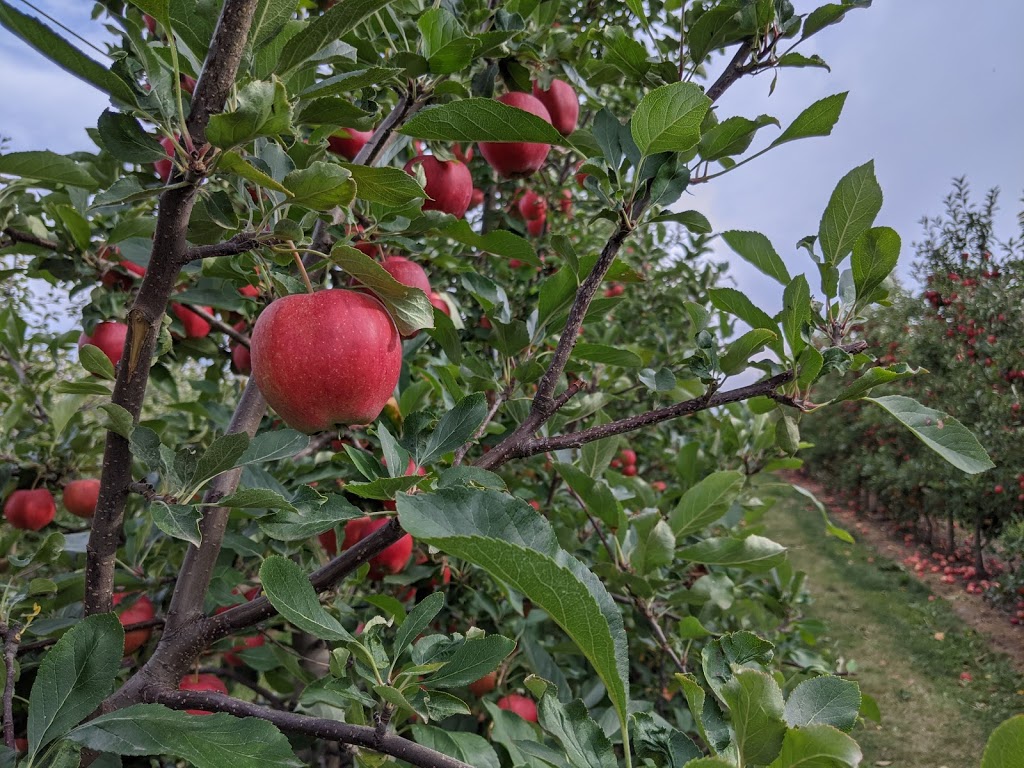 Watson Farm Market | 2287 Durham Regional Hwy 2, Bowmanville, ON L1C 3K7, Canada | Phone: (905) 623-9109