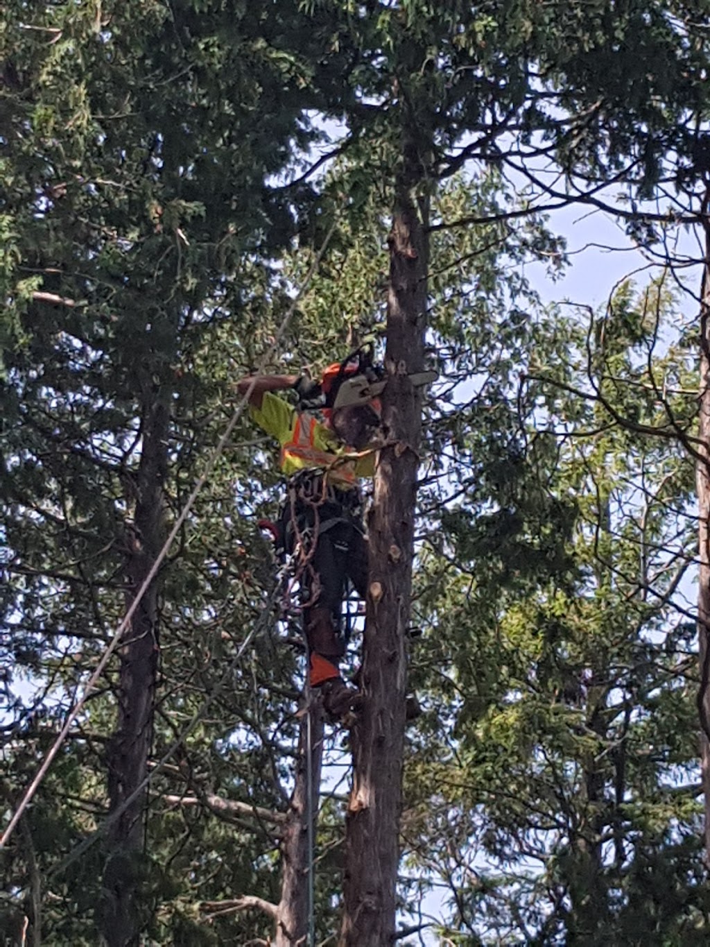 Frontenac Tree Service | 53 Huffman Rd, Yarker, ON K0K 3N0, Canada | Phone: (343) 884-6311