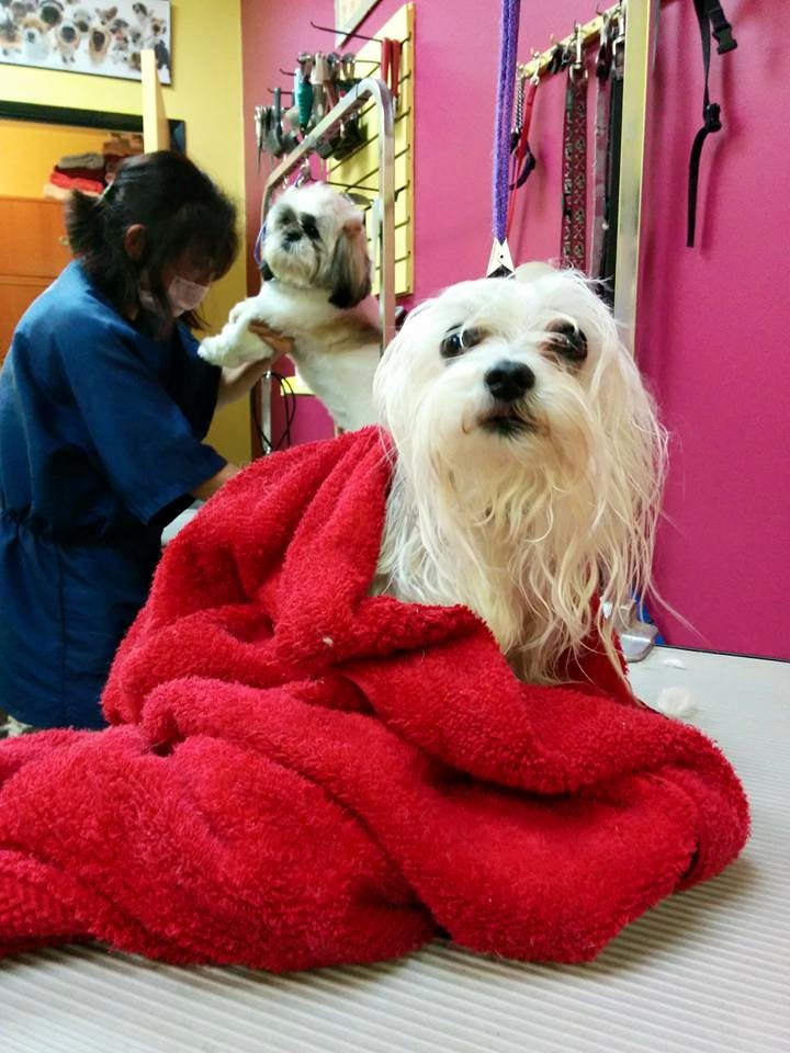 Paw Prints Dog Grooming Salon | 2635 W 4th Ave, Vancouver, BC V6K 1P8, Canada | Phone: (604) 733-1144
