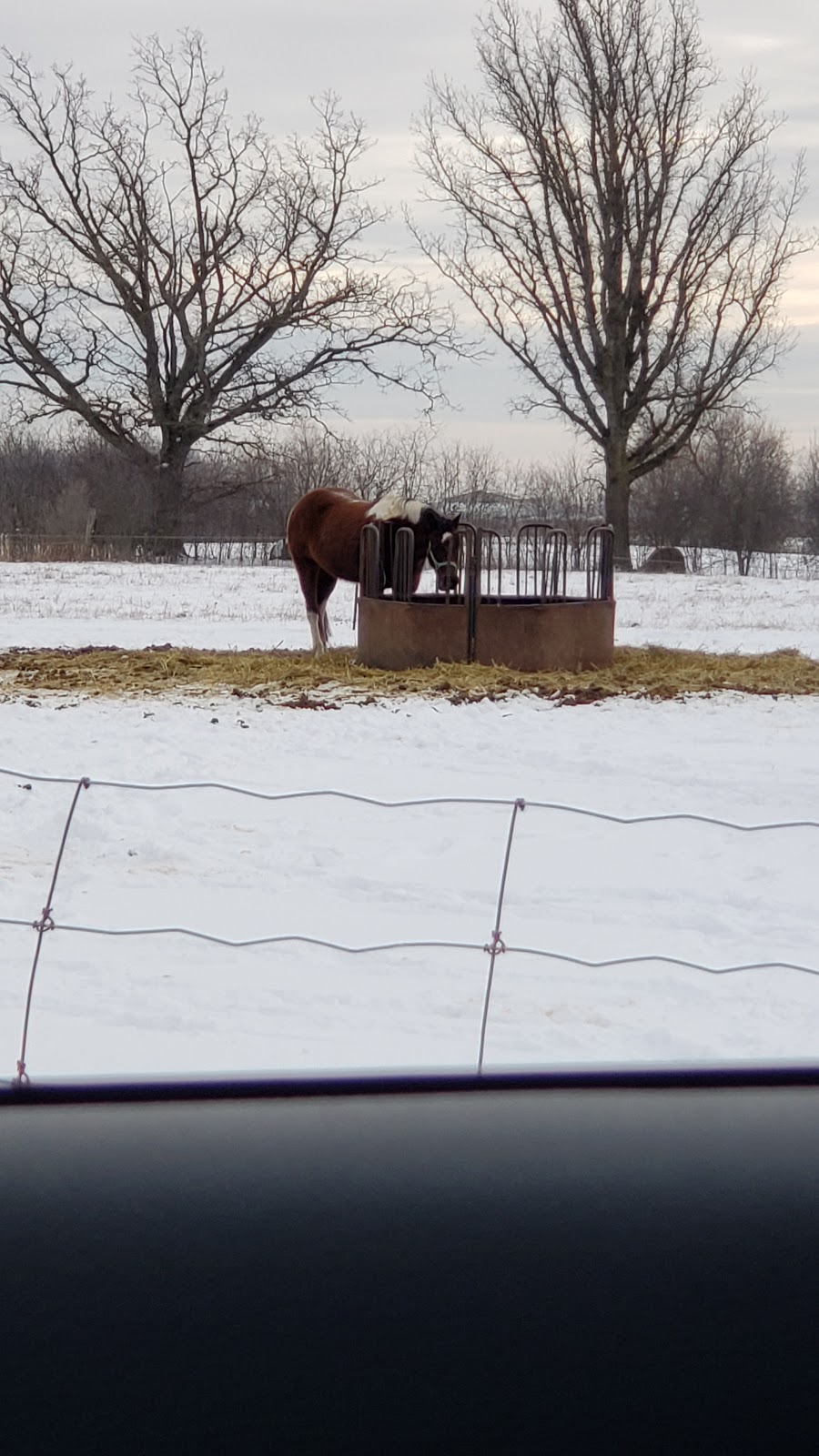 Caledon Equestrian School | 13441 Airport Rd, Caledon East, ON L7C 2X5, Canada | Phone: (905) 584-2022