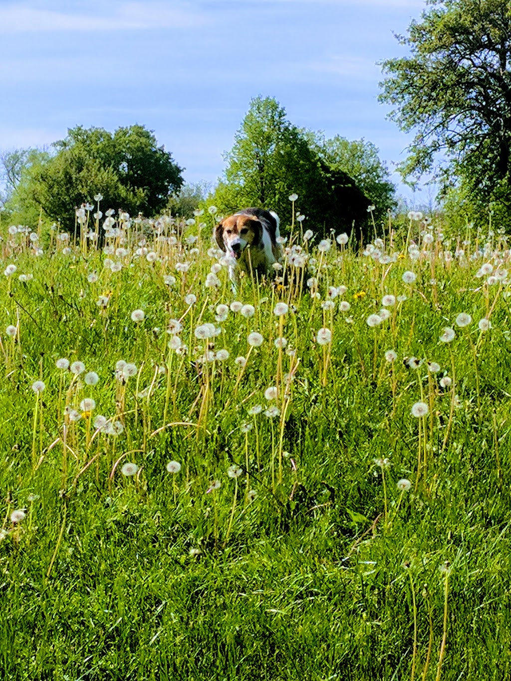 Dumfries Conservation Area | Dunbar Rd, Cambridge, ON N3H 4W6, Canada | Phone: (519) 621-3697