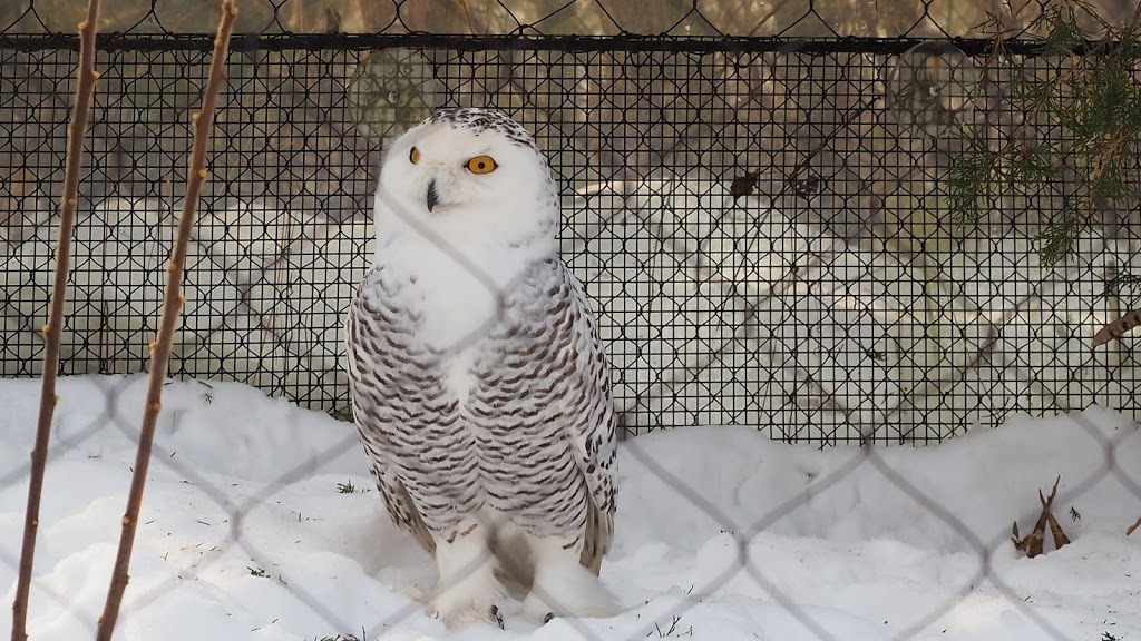 Snowy Owl Exhibit | 2000 Meadowvale Rd, Scarborough, ON M1B 5K7, Canada | Phone: (416) 392-5929