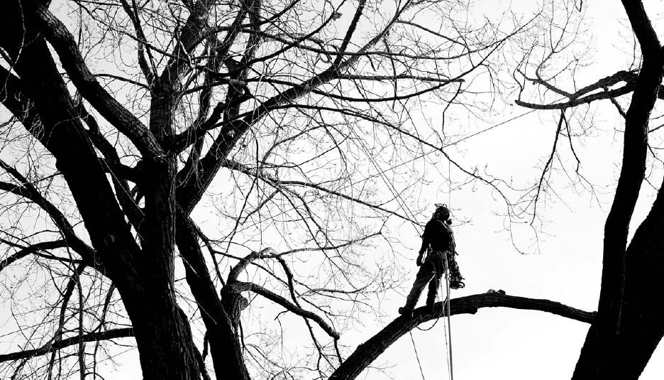 Altitude Arboriculture | 40 Chem. des Lacs, Lac-Beauport, QC G3B 1C2, Canada | Phone: (418) 849-1882