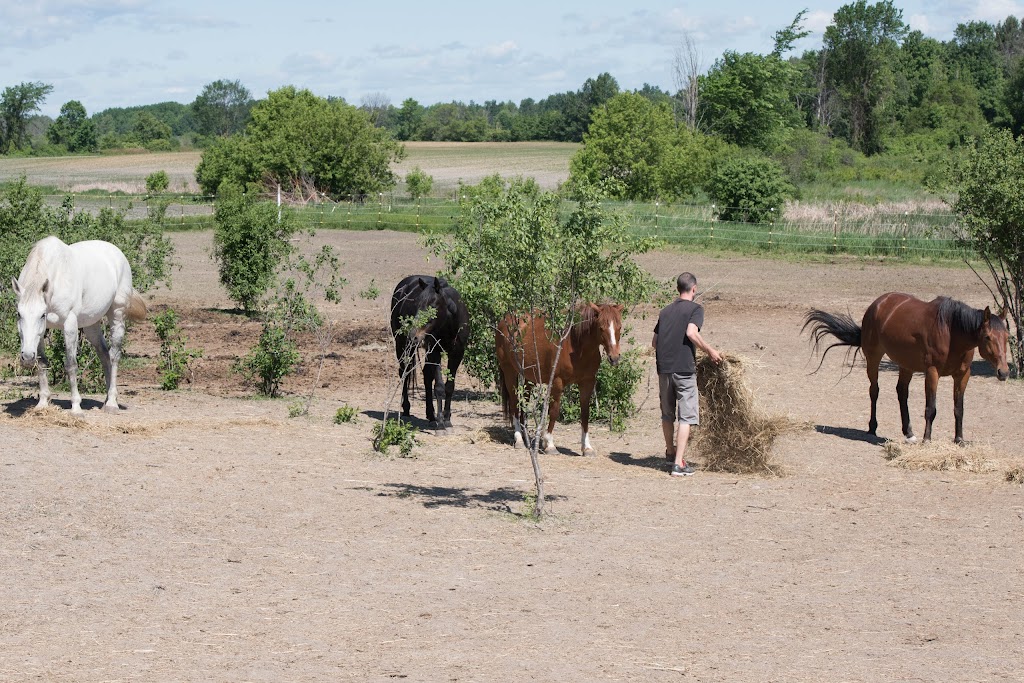 Stillwater Stables | 5219 Russell Rd, Carlsbad Springs, ON K0A 1K0, Canada | Phone: (613) 404-4982